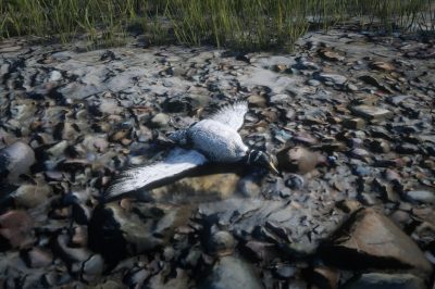 Loon Location – Red Dead Redemption 2
