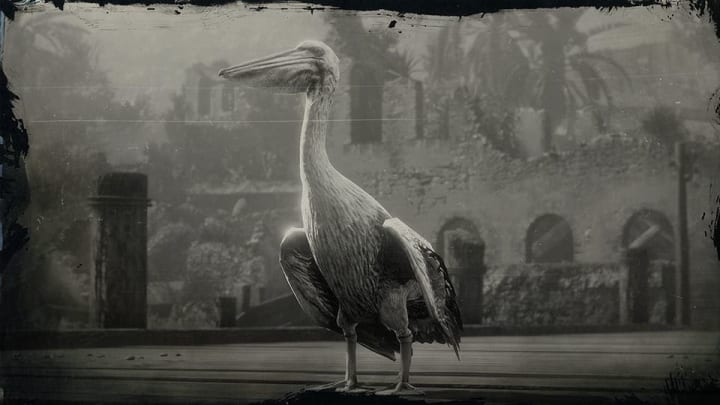 Pelican Location – Red Dead Redemption 2